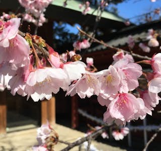 Cherry Blossom Season "Hanami" Online Experience's gallery image