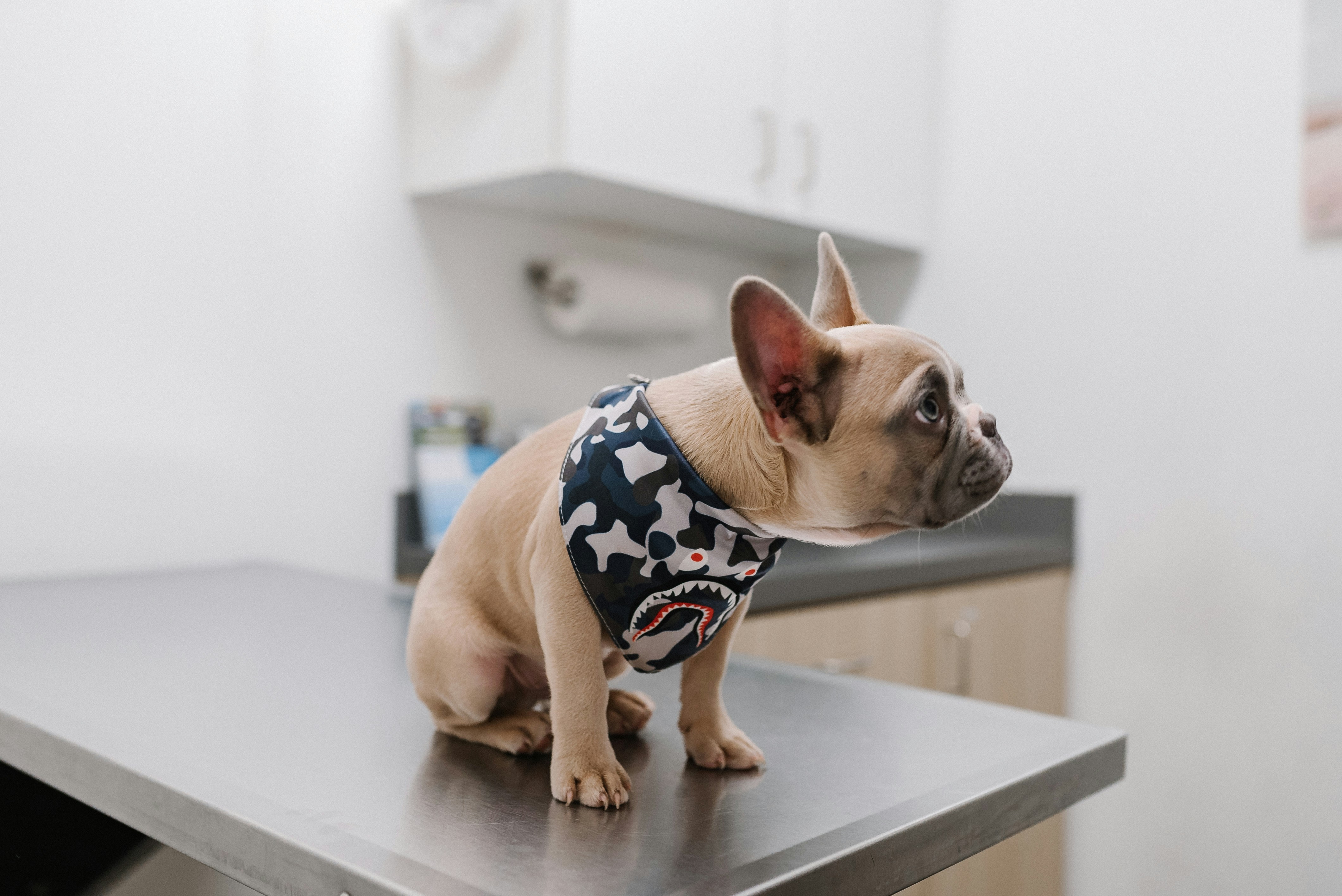 Frenchie in a vet office on the exam table