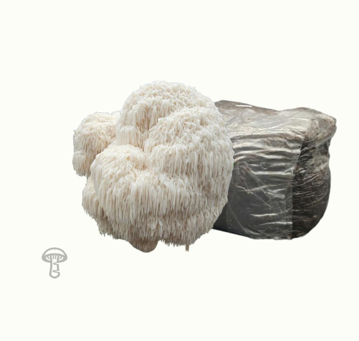 Lion's Mane Fruiting Block (10 lb)
