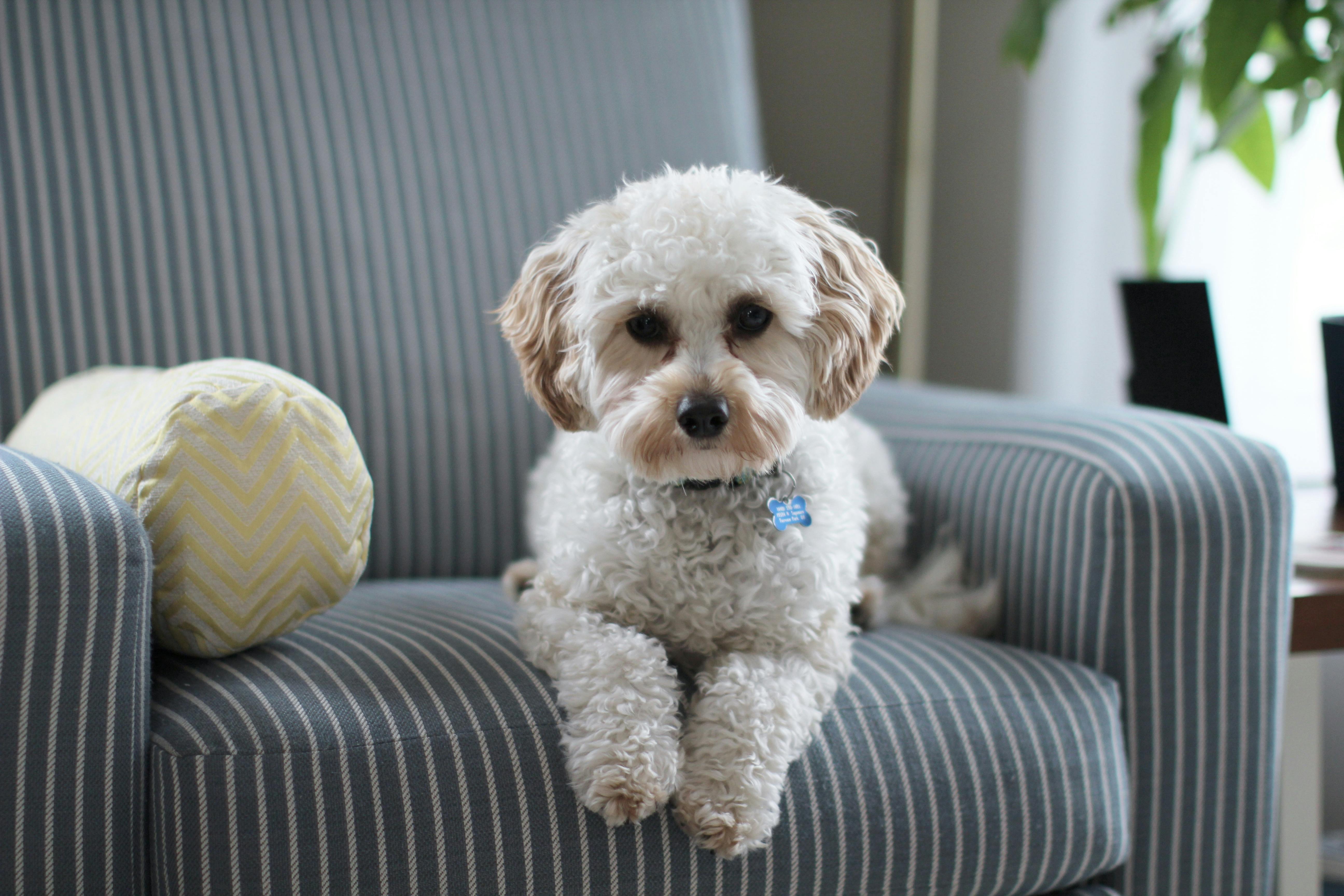 white cavapoo on couch with stripes
