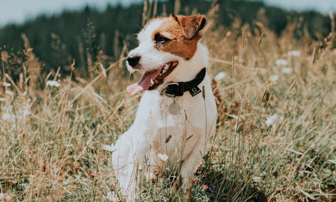 Jack Russell Terrier tongue out enjoying the mountain views.