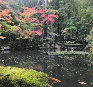 Cherry Blossoms and Zen Garden Immersion's gallery image