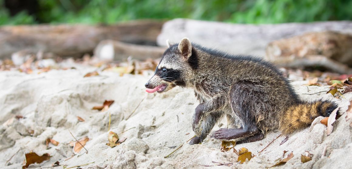 Racoon-in-Cahuita-National-Park-Costa-Rica---The-Holiday-People.png
