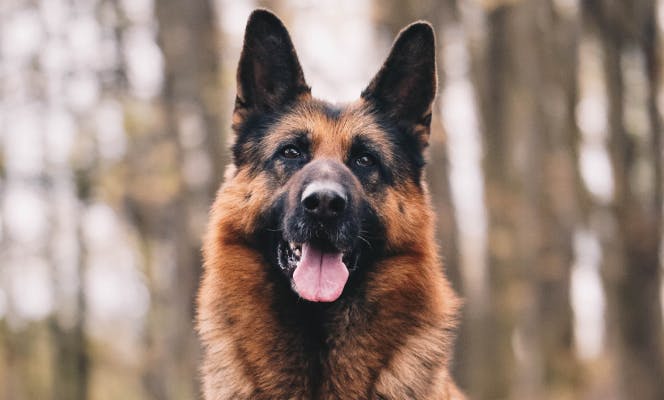 German Shepherd dog looking into camera with its tongue out.