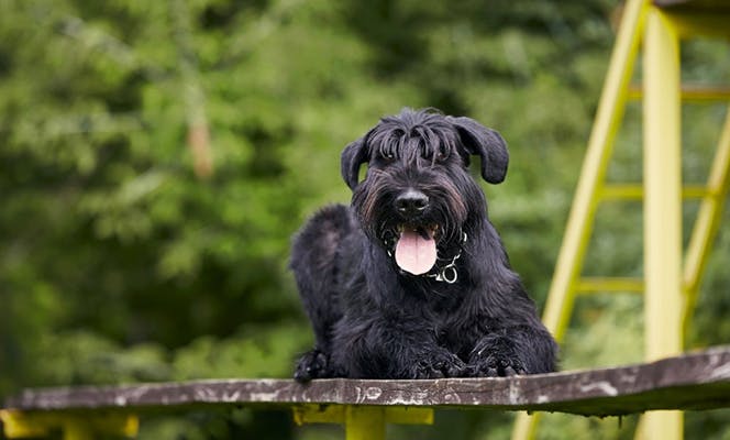 A Giant Schnauzer dog playing in the dog park. 