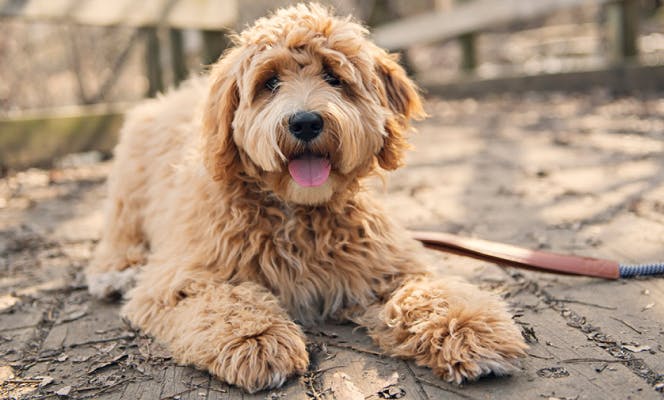 Goldendoodle puppy laying on the park. 