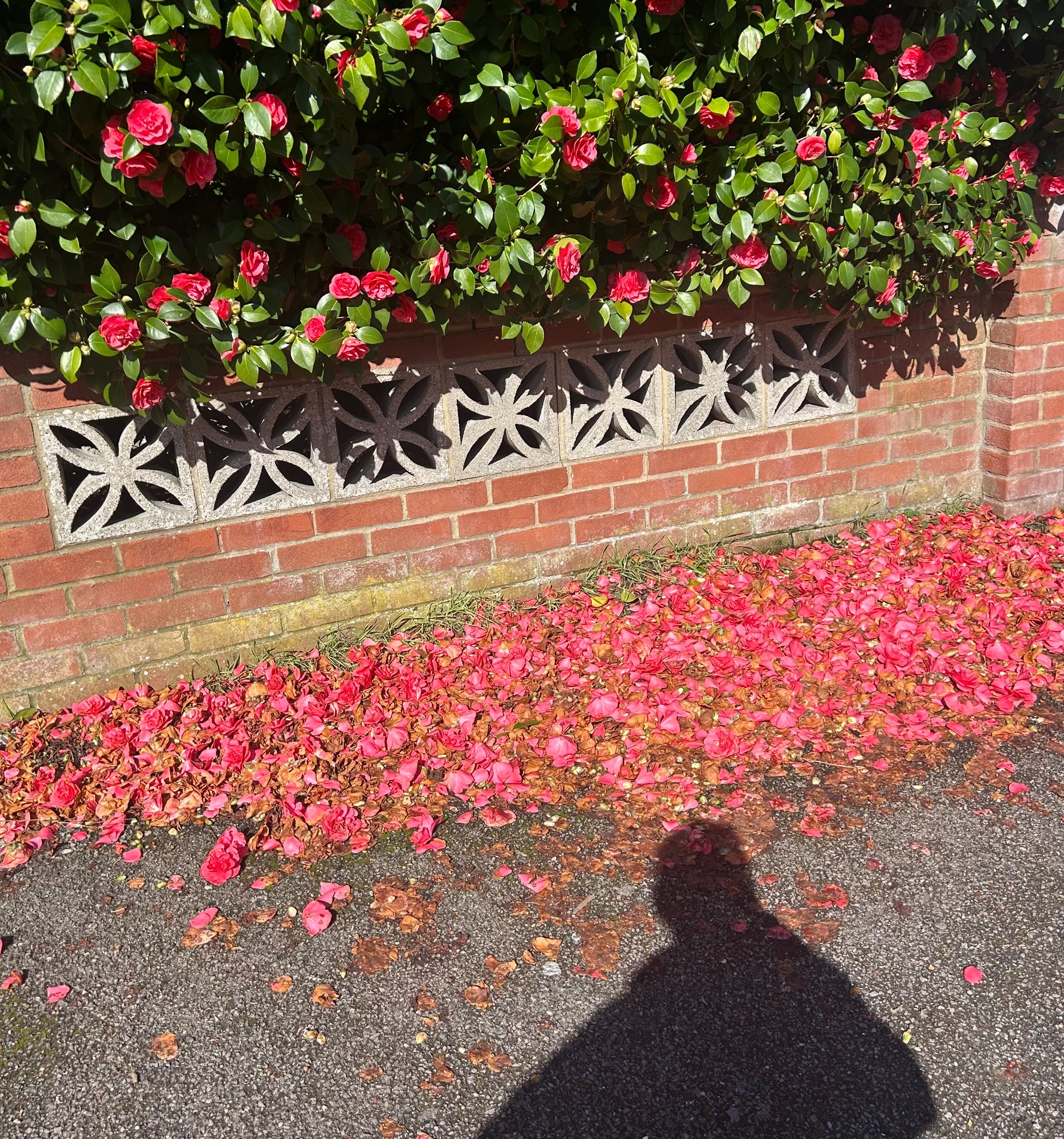 Tako Ti Je To: Miss Mash