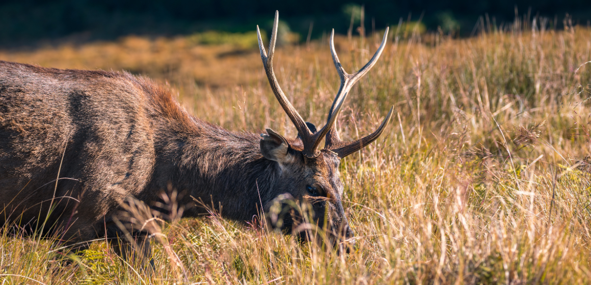 A-sambar-deer-at-Horton-Plains-National-Park-in-Sri-Lanka---The-Holiday-People.png