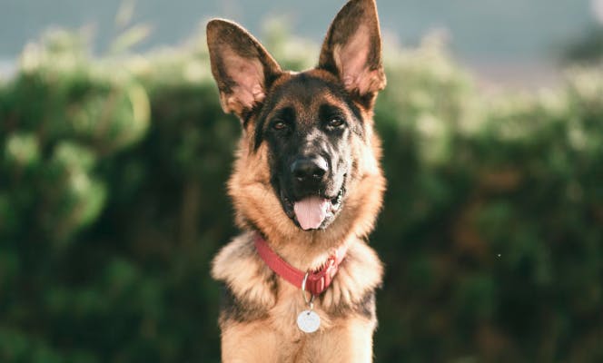 Happy German Shepherd looking into camera with tongue out. 