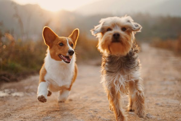 Individual Walk