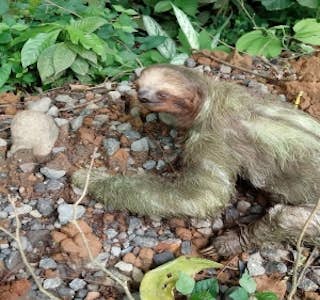 Walking Tour in the Jungle Cahuita National Park's gallery image