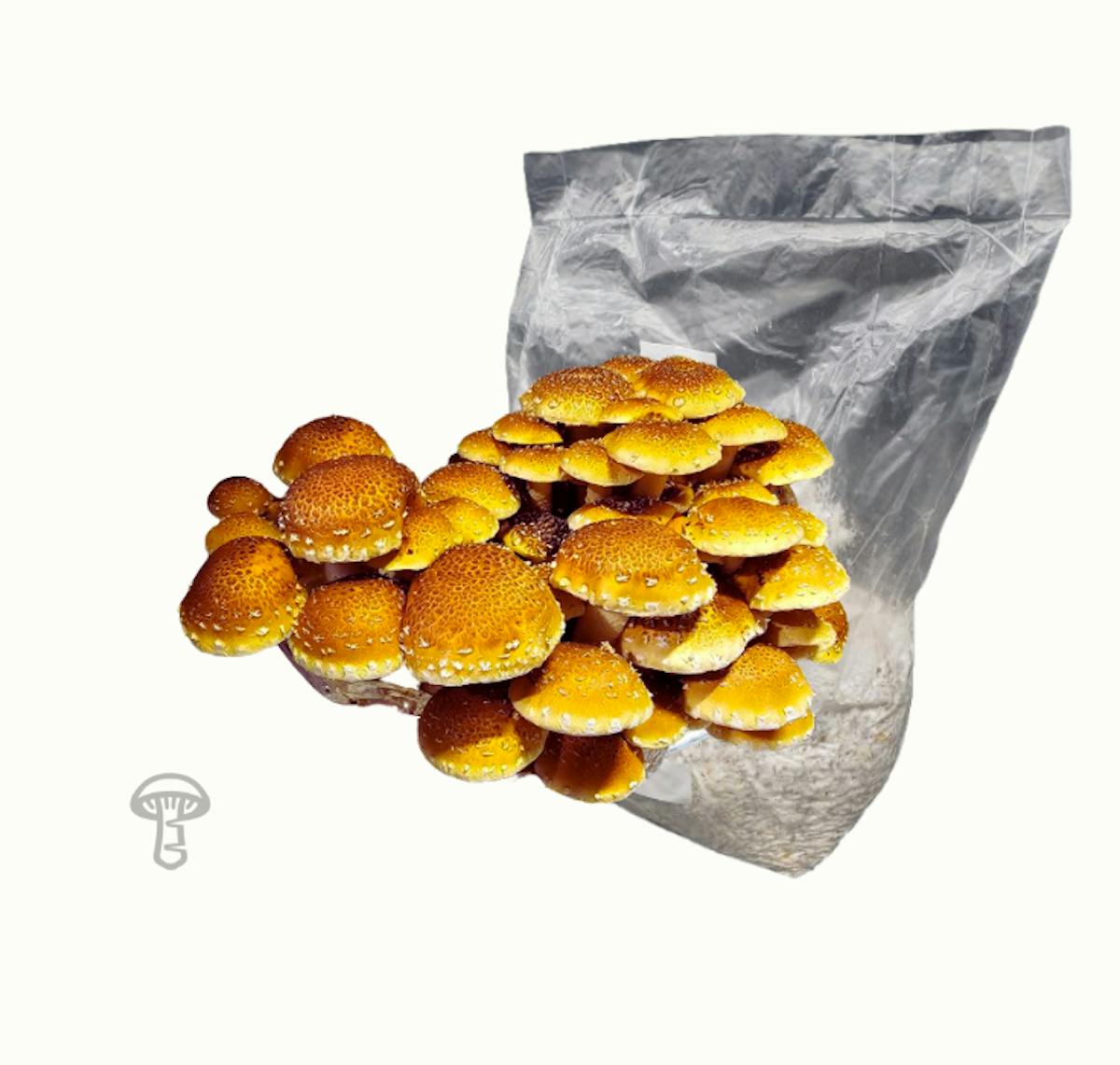 Speckled Chestnut Grain Spawn (5 lb)