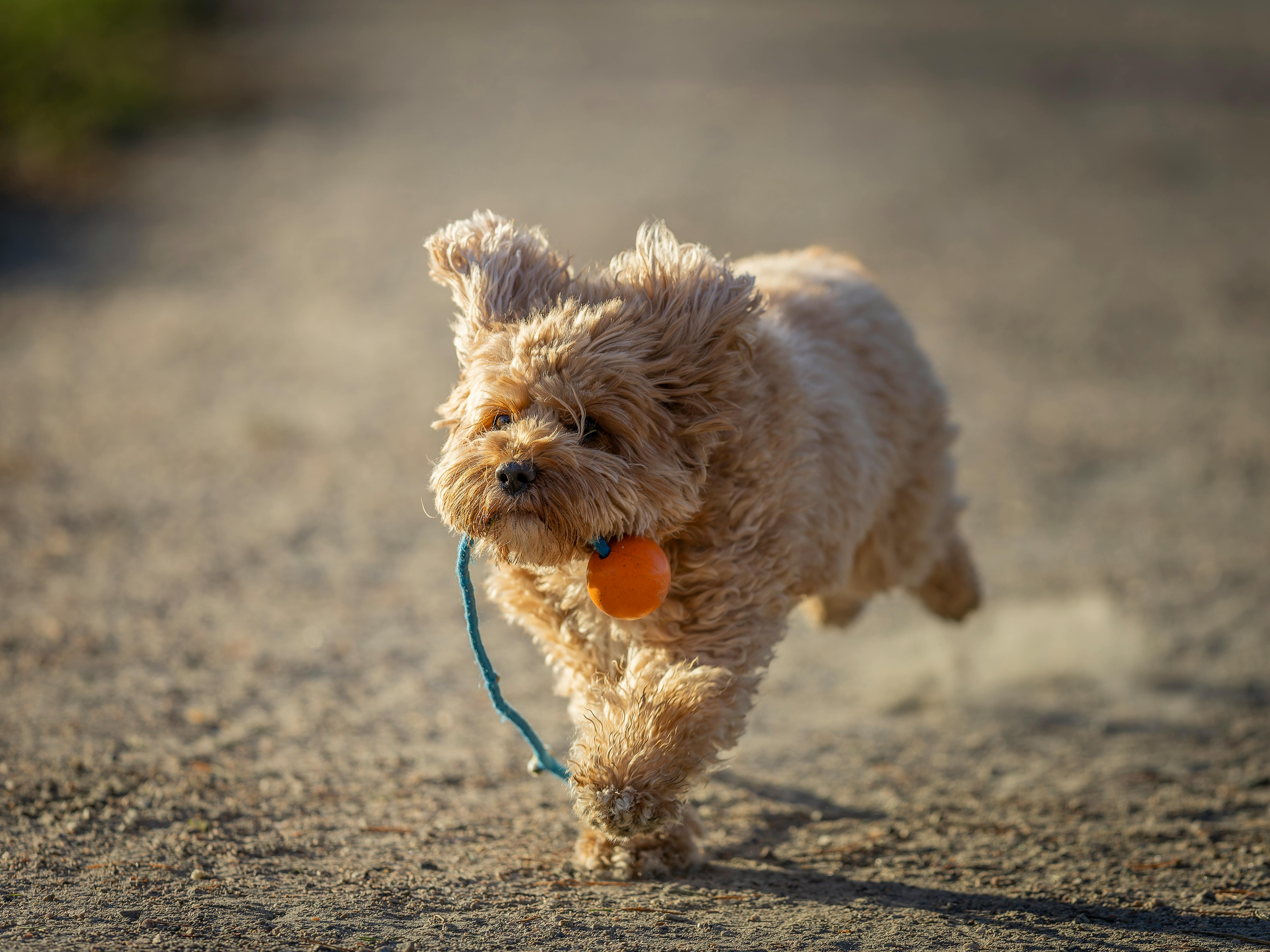 cavapoo running with orange ball toy