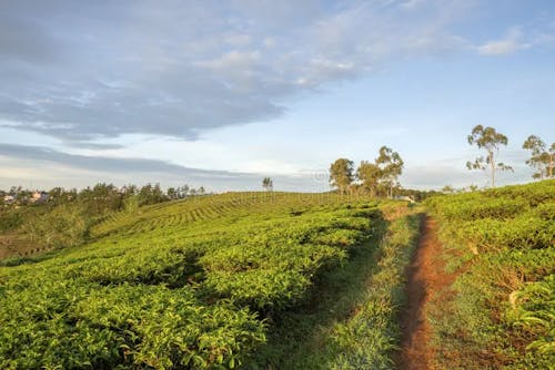Restoring Land, Restoring Hope: KaMkhaya Community Restores Degraded Land Through Collective Action