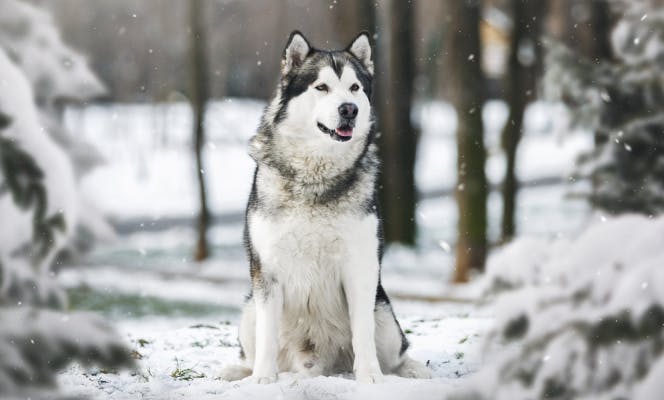 Alaskan Malamute sitting in a snowy forest and looking happy. 