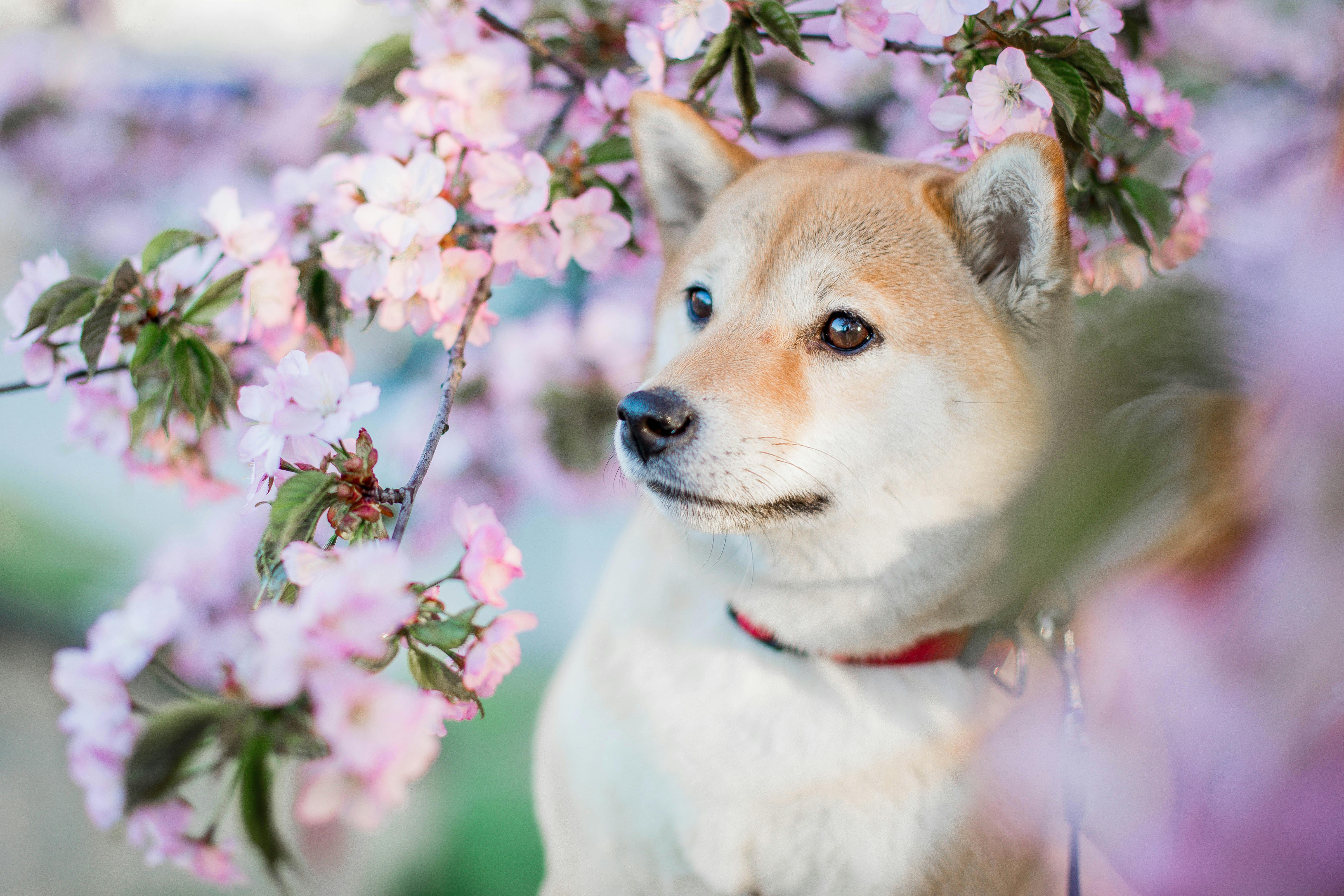 shiba inu and cherry blossom