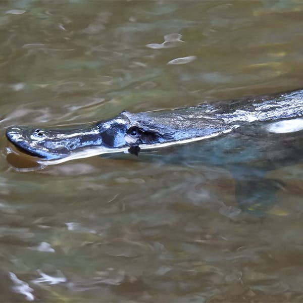 Virtual Platypus Tour's main gallery image