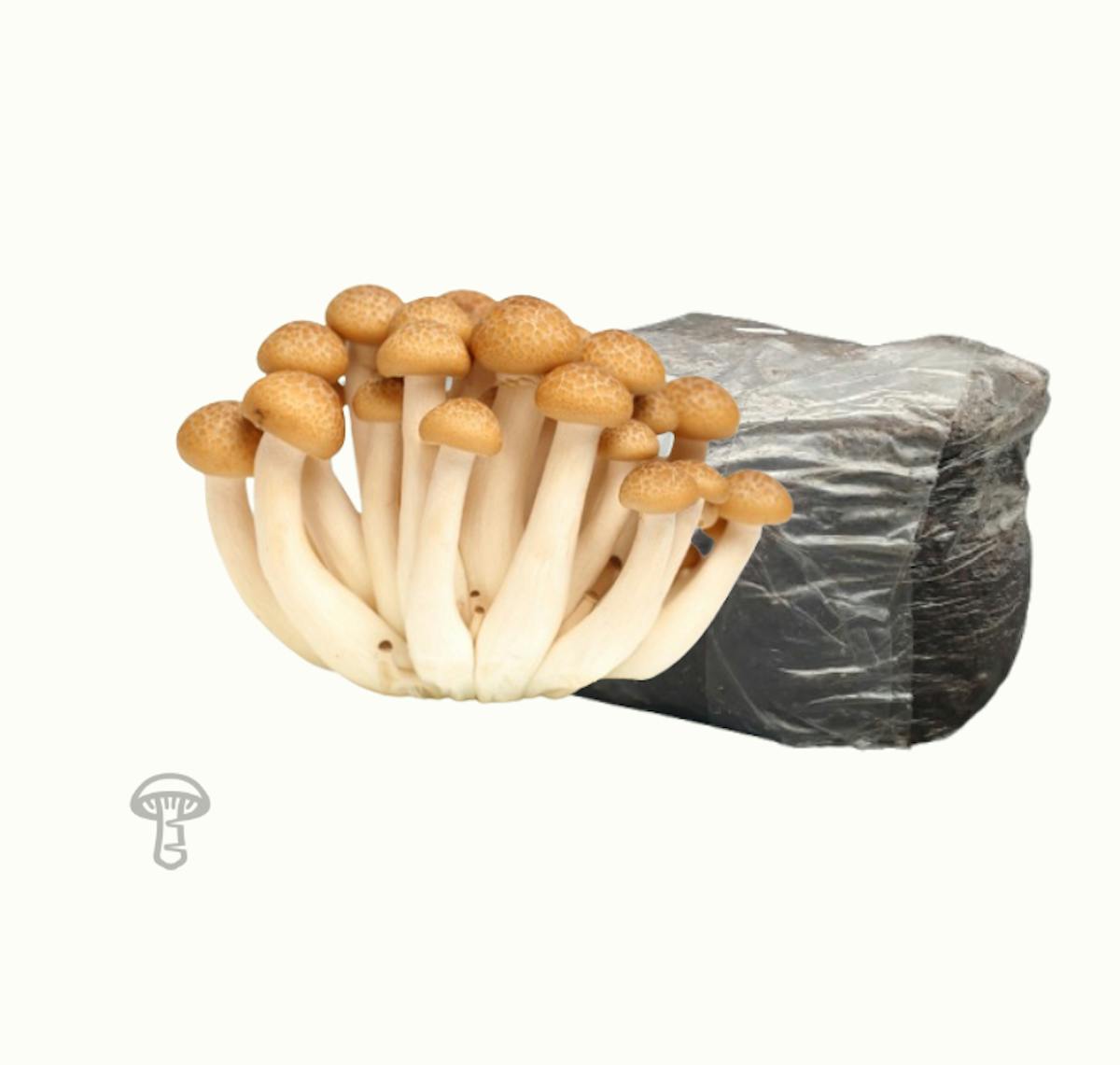 Beech Fruiting Block