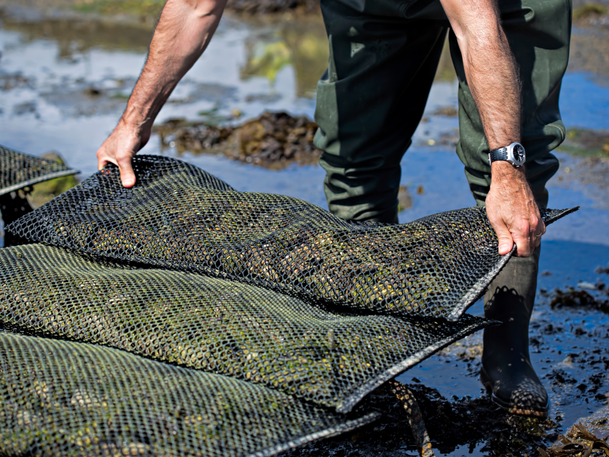 Full Guide To Understanding Sustainable Seafood