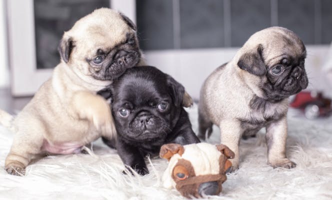 Small litter of three Pugs playing together. 