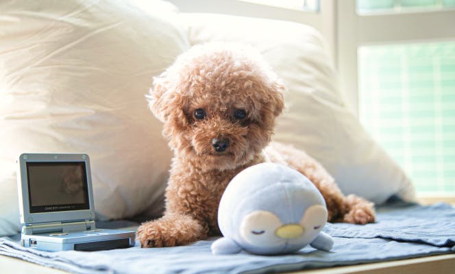 Miniature Poodle puppy with its toys on the couch. 