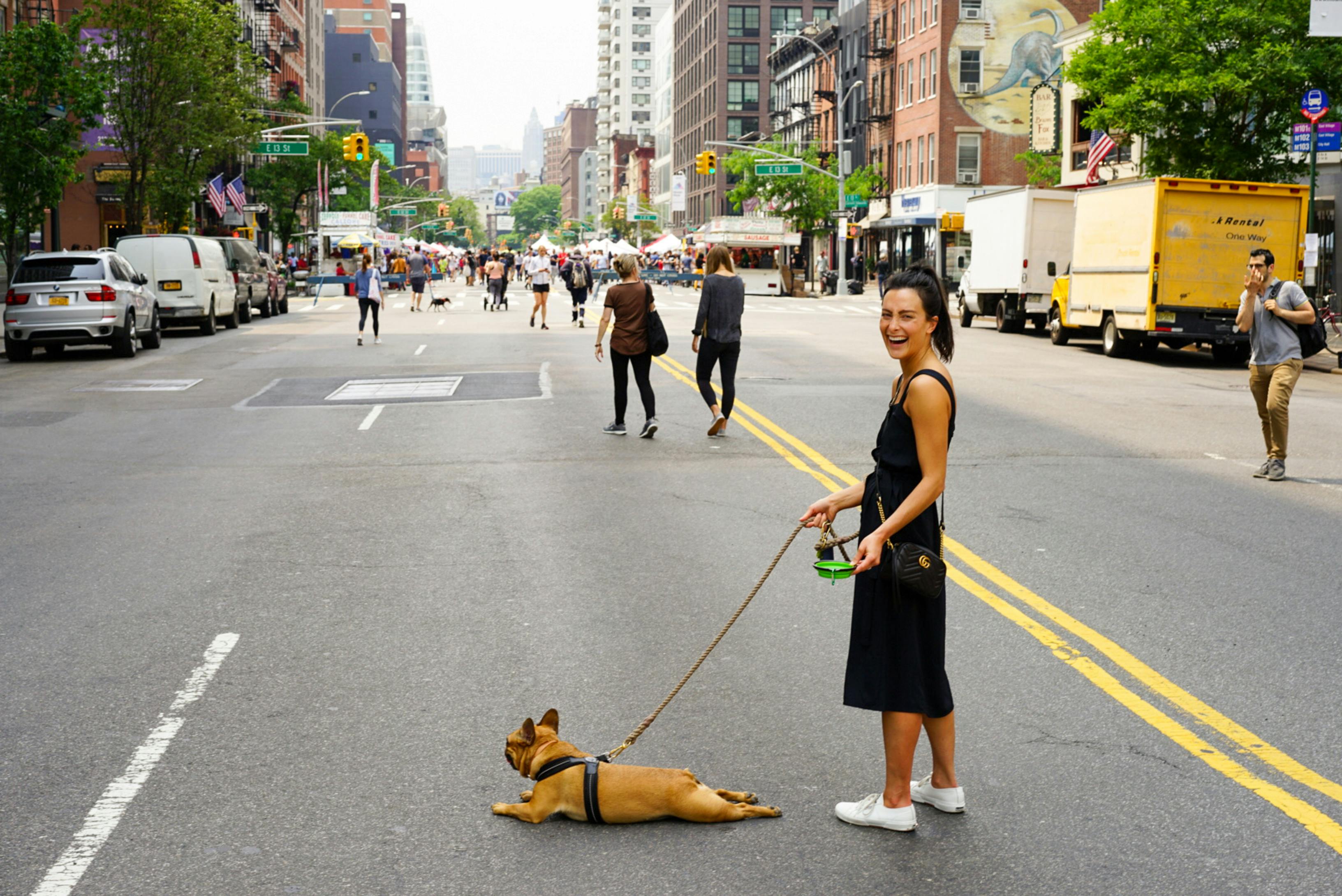 Frenchie laying down in the road with owner walking him