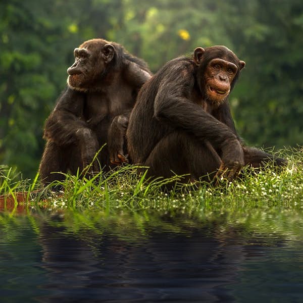 Safari Walk at Ngamba Chimpanzee Island Sanctuary's main gallery image