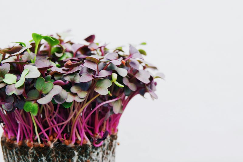 Microgreens: Plant-Based Protein and Beyond