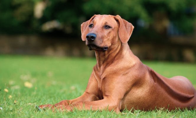 Rhodesian Ridgeback dog looking into the distance.