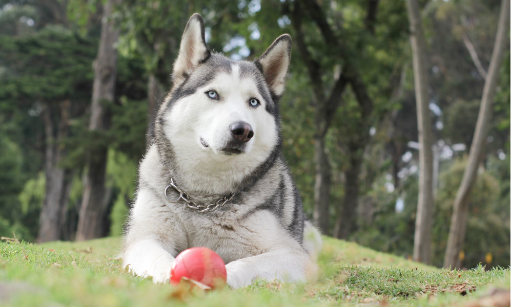 siberian husky.png