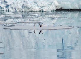 Antarctica and its Penguins's thumbnail image