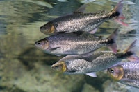 Dorada (Salminus affinis)