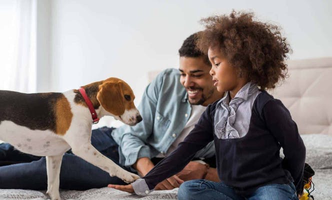 Small African American girl plating with her beagle pup. 