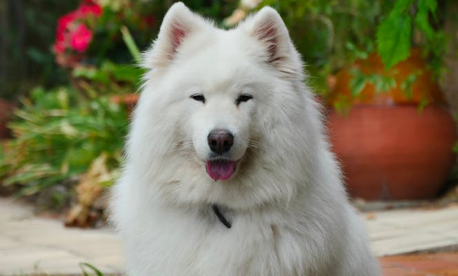 Cute Samoyed with its tongue out