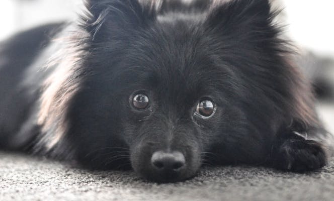 Black Pomeranian puppy laying on the floor. 