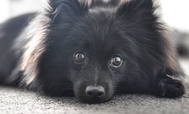 Black Pomeranian puppy laying on the floor.