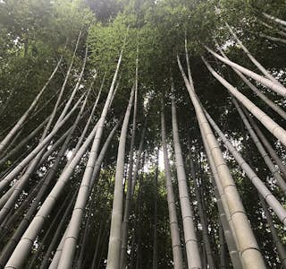 An Autumn Walk Among 1,200 Sacred Statues's gallery image