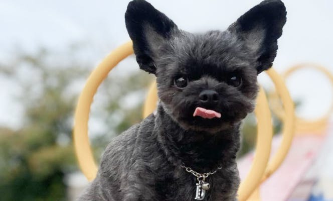 Black Chipoo puppy playing in the dog park.