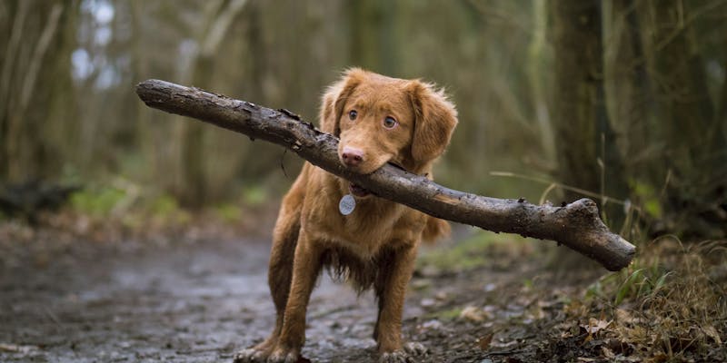 The Social Life of Capybaras: Understanding Their Complex Communities