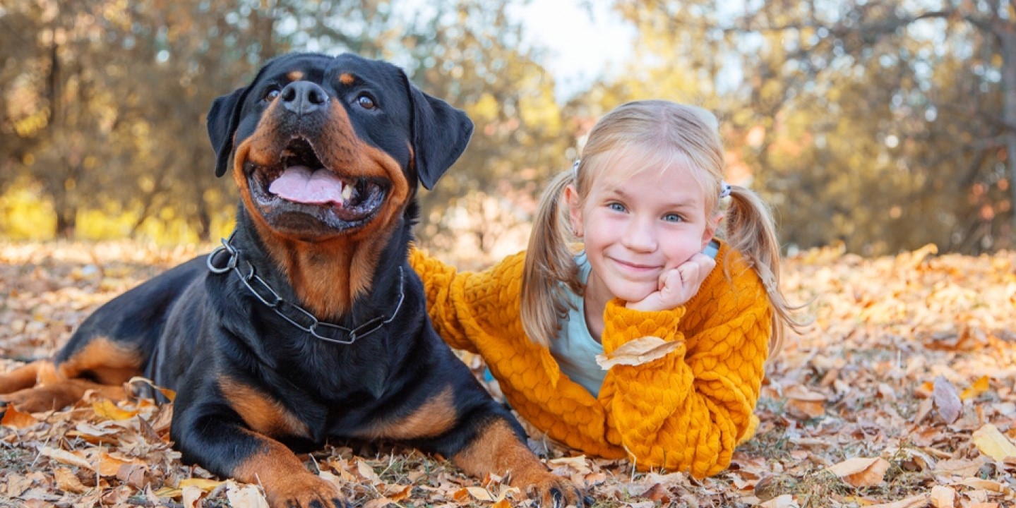 rottweiler with kid lying on foliage