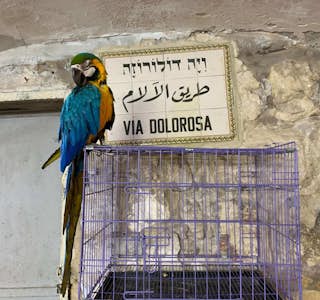The Last Week of Jesus' Life's gallery image