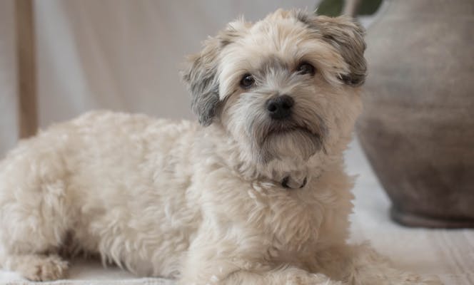 Two colored cream with black ears and snout Havanese pup.