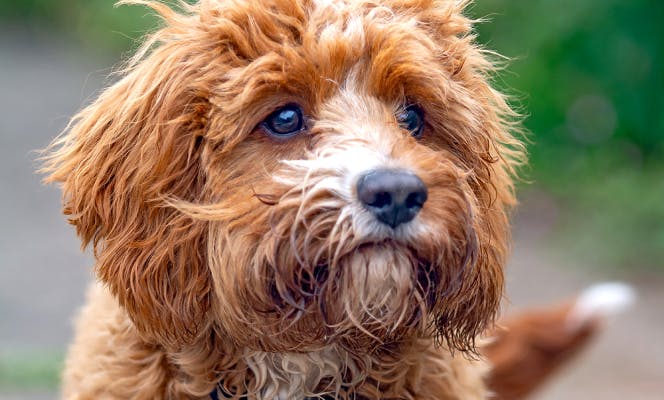 Cute Mini Cavapoo golden brown and white puppy looking into the distance