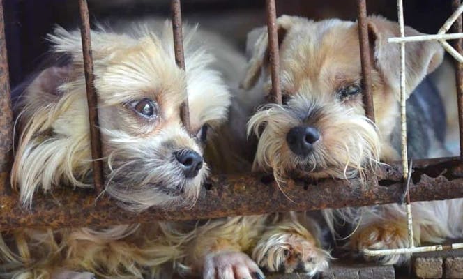 Two puppies with their snouts through a rusted cage looking very unhealthy.