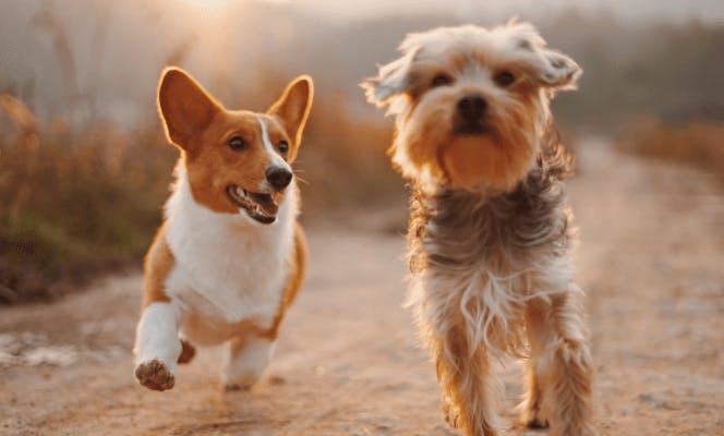 Corgi and Yorkshire Terrier running and playing on a trail. 