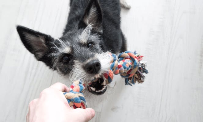 Small Schnauzer getting a bit too territorial with its toys.  