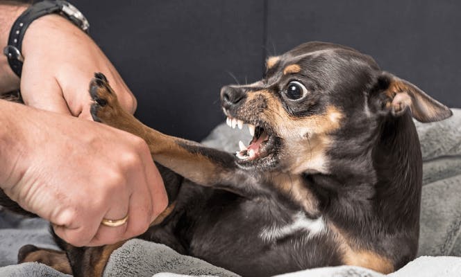 Small Chihuahua puppy getting aggressive with owner. 