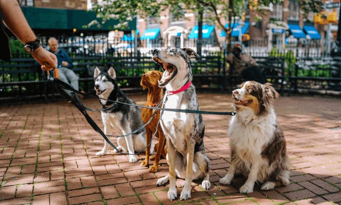 Dog walker with 4 dogs taking them for a walk in a park. 