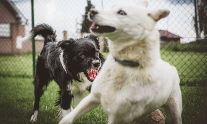 Border Collie and Siberian Husky having an aggressive confrontation on the park. 