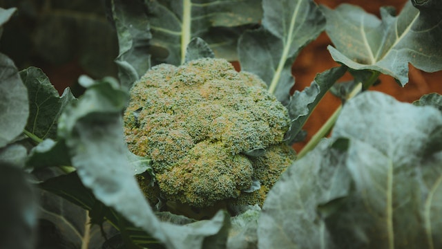 Produce Industry Guide to Winter Fruits and Vegetables